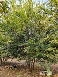 5公分丛生朴树