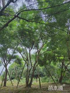 30公分(3杆)丛生蓝花楹