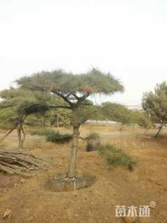 高度350厘米油松