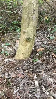 高度200厘米佛手