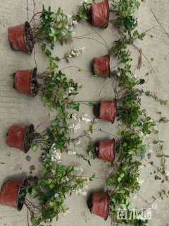 20厘米花叶络石