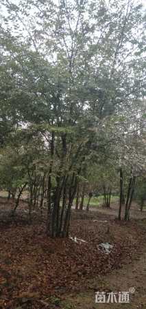 50公分丛生榉树