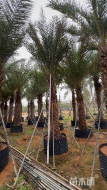 裸干高250厘米银海枣