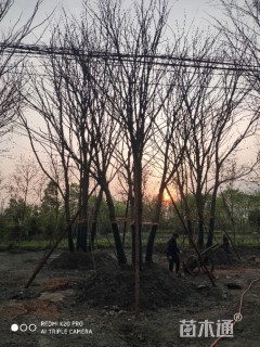 18公分丛生朴树