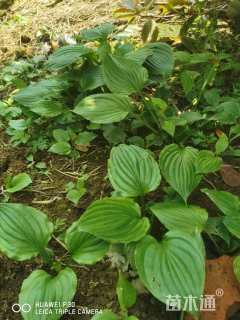 高度35厘米玉簪