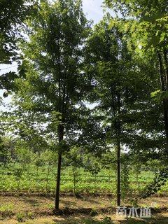 14公分美国红枫