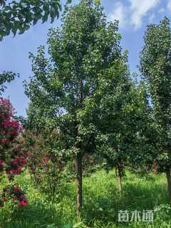 14公分彩叶豆梨