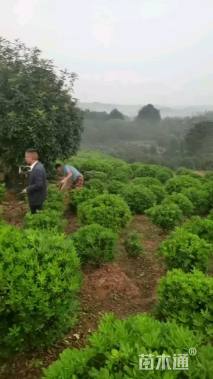 高度3500厘米中华石楠