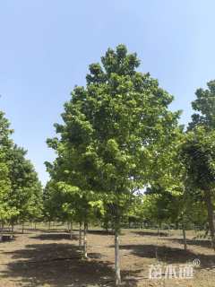 10公分美国红枫-十月光辉