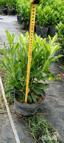 高度20厘米非洲茉莉