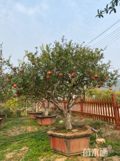 高度300厘米石榴