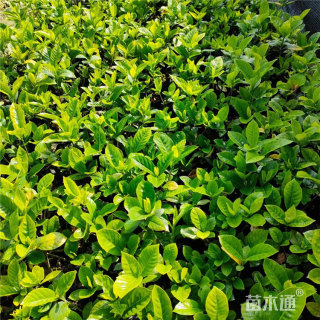 高度35厘米栀子