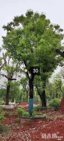 30公分香樟
