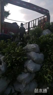 高度40厘米南天竹