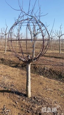 10公分造型海棠