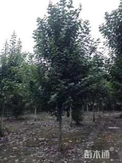 10公分美国红枫