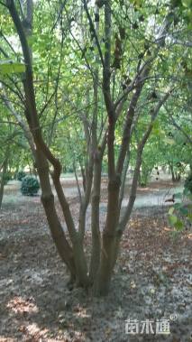 50公分(4杆)丛生乌桕