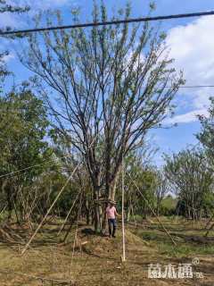 15公分(5杆)丛生朴树