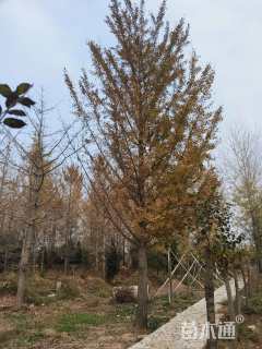 22公分银杏