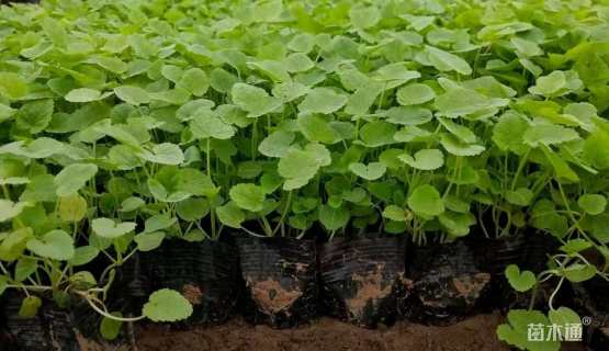 高度20厘米蜀葵