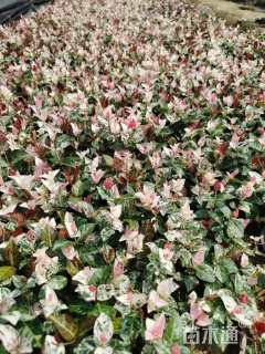 20厘米花叶络石