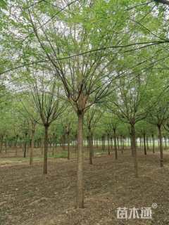 14公分国槐