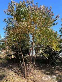 6公分(3杆)丛生乌桕