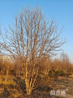 高度700厘米丛生二乔玉兰