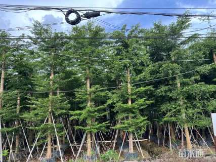 20公分细叶榄仁