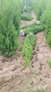 高度60厘米塔柏