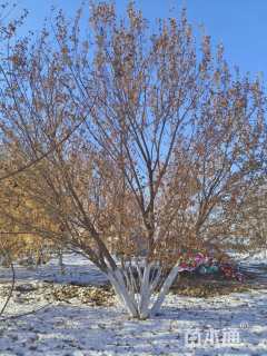 高度500厘米丛生五角枫