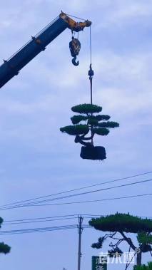 高度150厘米别墅松