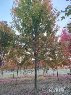 15公分美国红枫