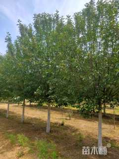 13公分绚丽海棠