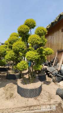 4公分造型亮晶女贞