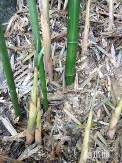 2公分黄甜竹
