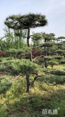 15公分造型五针松