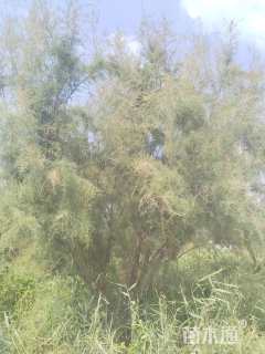 高度80厘米柽柳