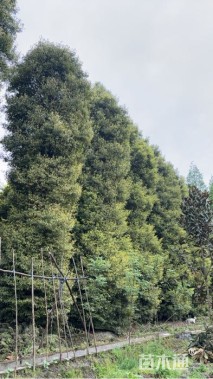 30公分金丝楠木