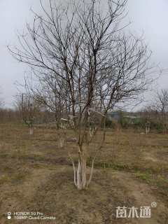 50公分(5杆)丛生乌桕