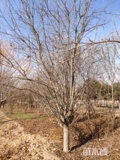 18公分西府海棠