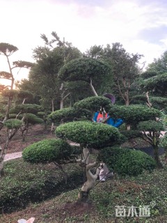 10公分造型黄杨