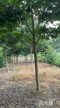 10公分乐昌含笑