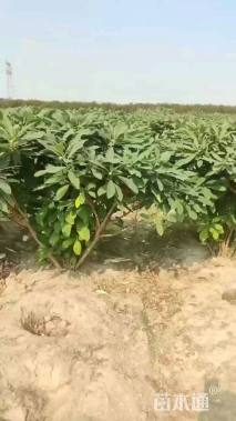 高度80厘米结香球