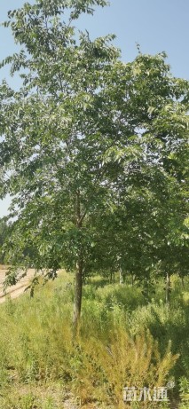 7公分(3杆)丛生朴树