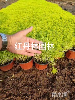 高度15厘米黄金条