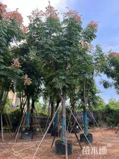 25公分黄山栾树