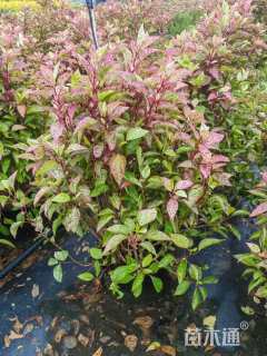 高度60厘米花叶木槿