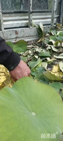 高度2050厘米荷花