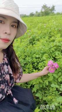 高度40厘米四季玫瑰